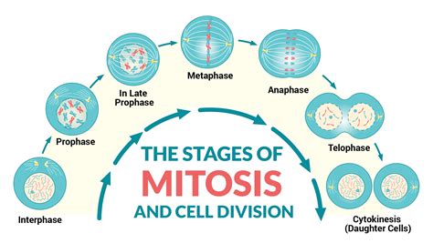 how many cells produced in mitosis